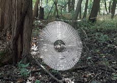 Hallan una telaraña del tamaño de un humano en bosque de Missouri