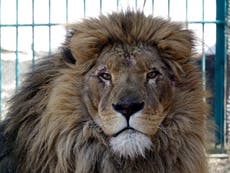 Rescatan a león y a lobo de Ucrania en medio de la guerra