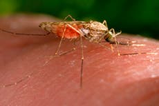 A medida que el planeta se calienta podrían aumentar las enfermedades infecciosas: científicos