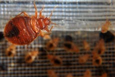 ¿Cuáles son los síntomas tras una picadura de chinche?
