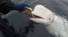 Muere en aguas noruegas célebre ballena "espía rusa" con arnés