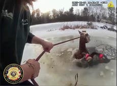 Caballo es rescatado tras caer a un estanque helado en el norte de Nueva York