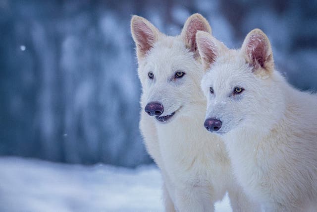 <p>Esta foto sin fecha facilitada por Colossal Biosciences muestra a Rómulo y Remo, ambos de tres meses de edad y modificados genéticamente con similitudes al extinto lobo gigante o lobo terrible</p>