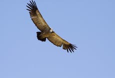 Los buitres son de los animales menos queridos. Conservacionistas africanos intentan cambiar eso
