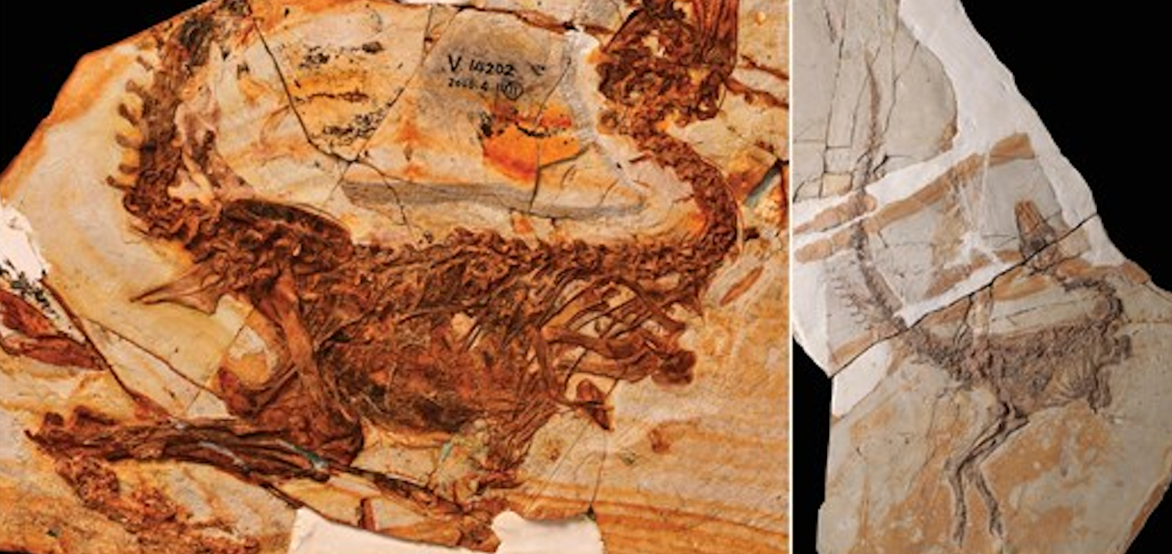 Fósiles de dos nuevas especies de dinosaurios, Huadanosaurus sinensis y Sinosauropteryx lingyuanensis, fueron descubiertos recientemente en China