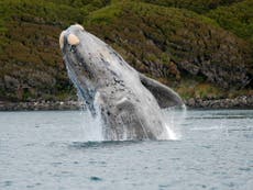 Algunas ballenas rompen récords de longevidad y viven más de un siglo